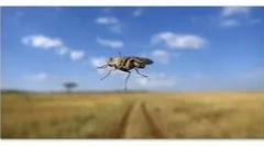 Africká ospalá nemoc